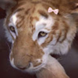 Meet your Posher, Hdj